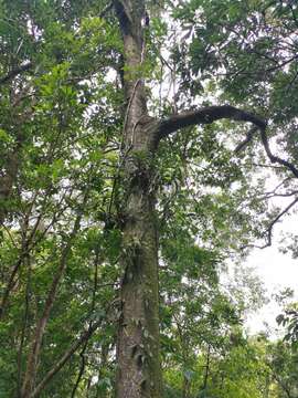 Image of Cleisostoma paniculatum (Ker Gawl.) Garay