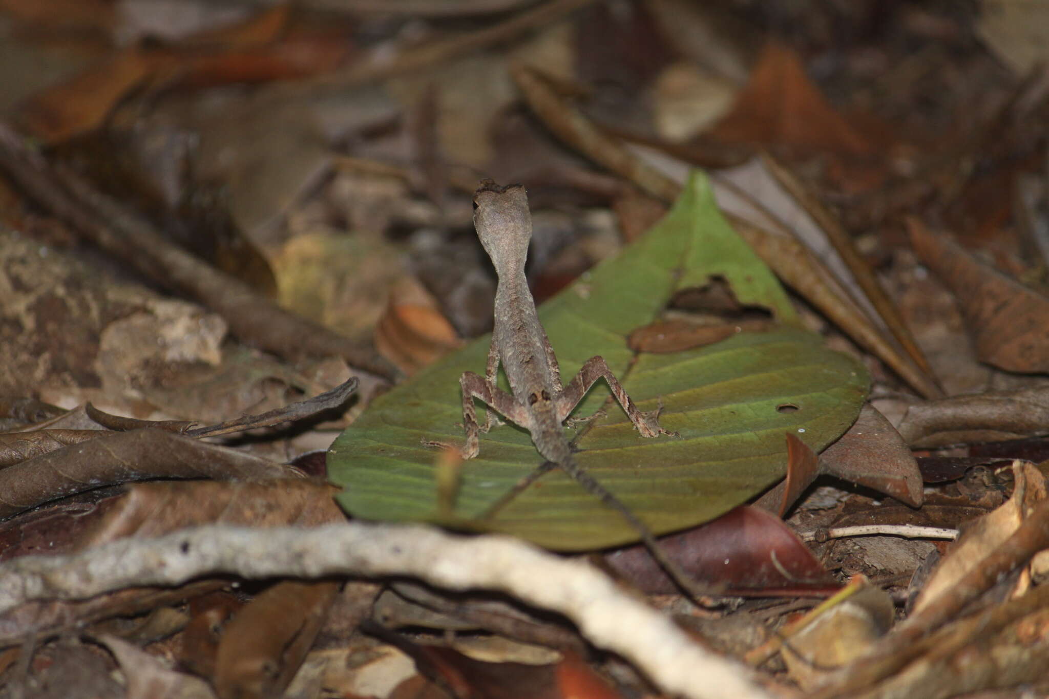 Image of Anolis chrysolepis Duméril & Bibron 1837