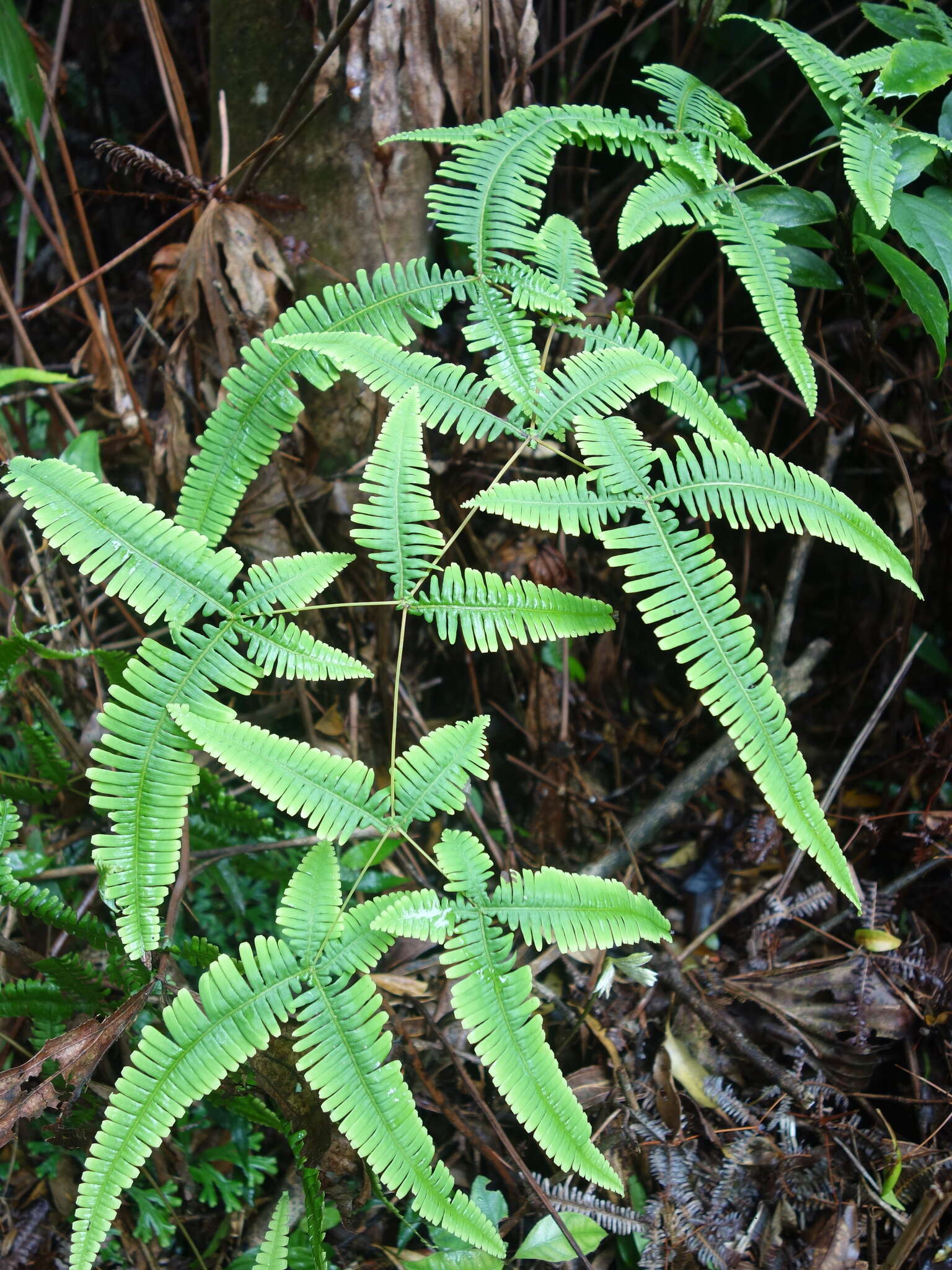 Image of Dicranopteris tetraphylla (Rosenst.) C. M. Kuo