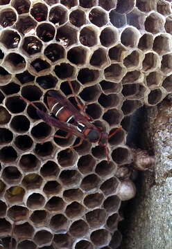 Image of Polistes marginalis (Fabricius 1775)