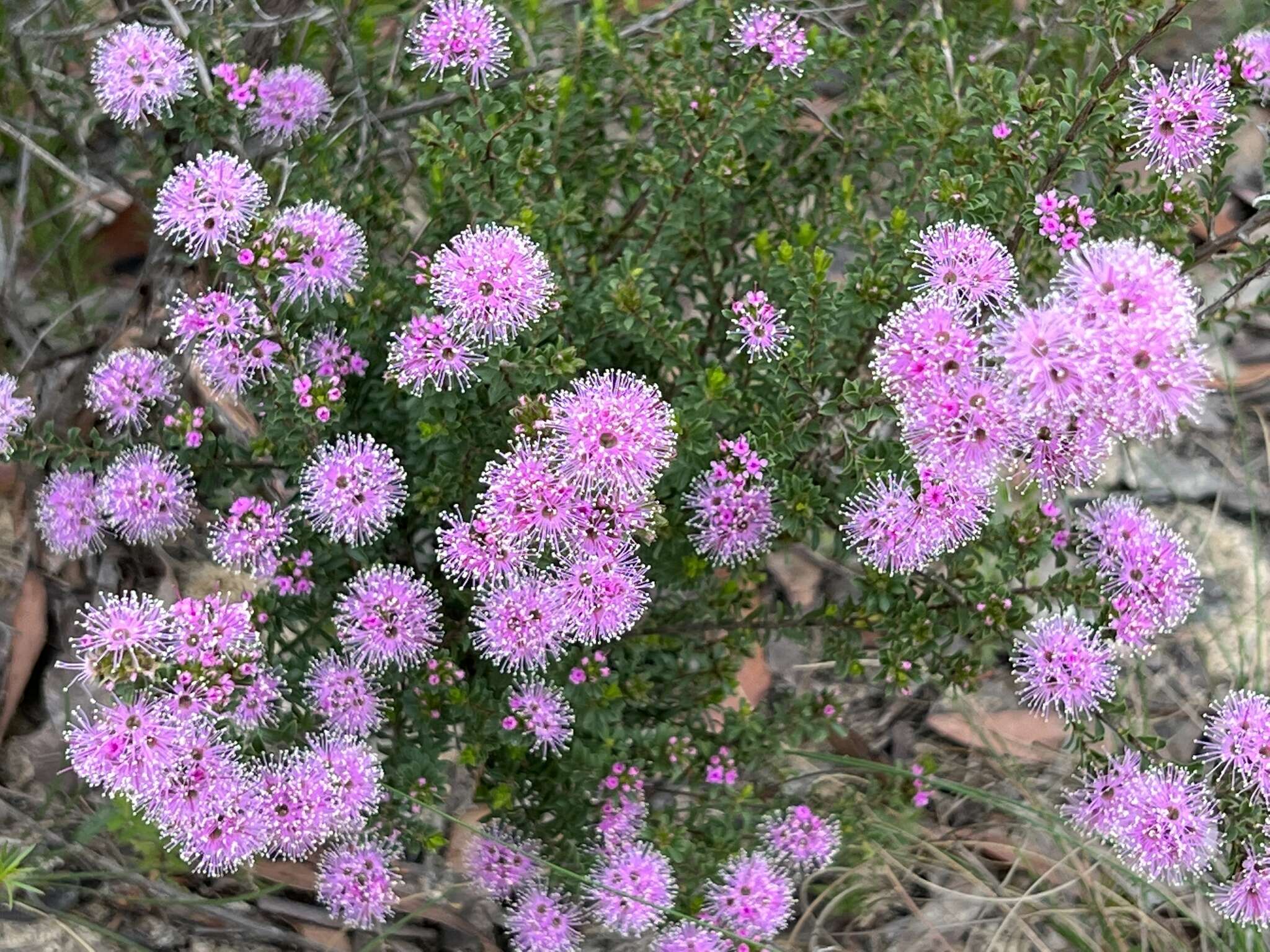 صورة Kunzea capitata subsp. seminuda Toelken