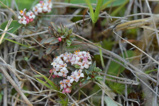 Image of Pimelea notia C. J. Burrows & Thorsen