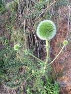 Image de Echinops adenocaulos Boiss.