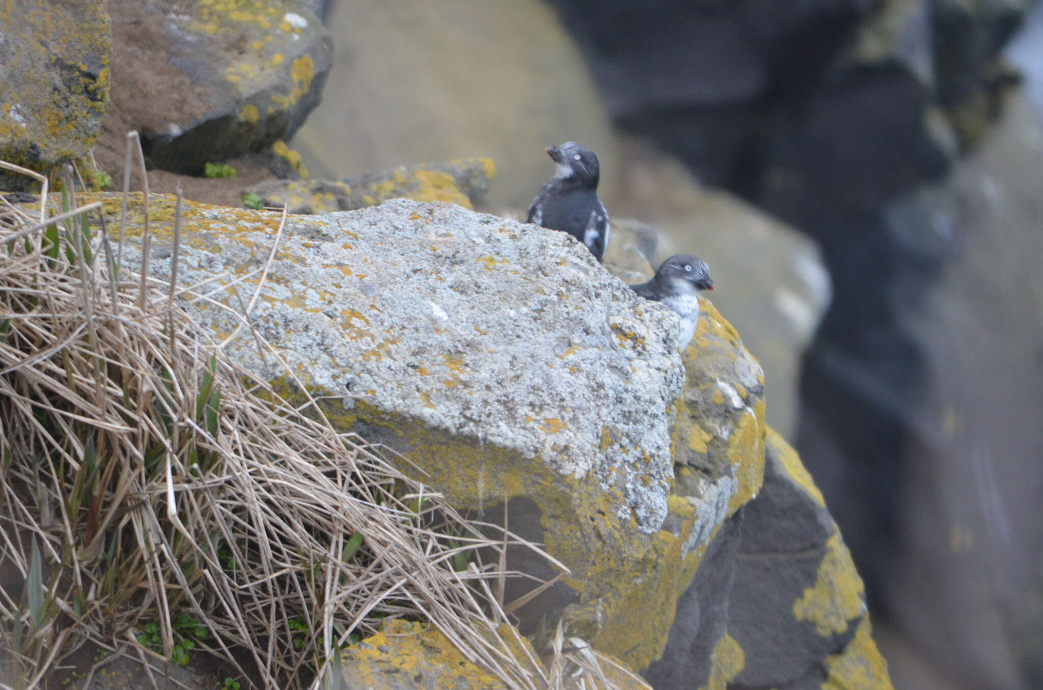 Image of Least Auklet