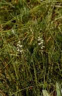 Image of Reclusive lady's tresses