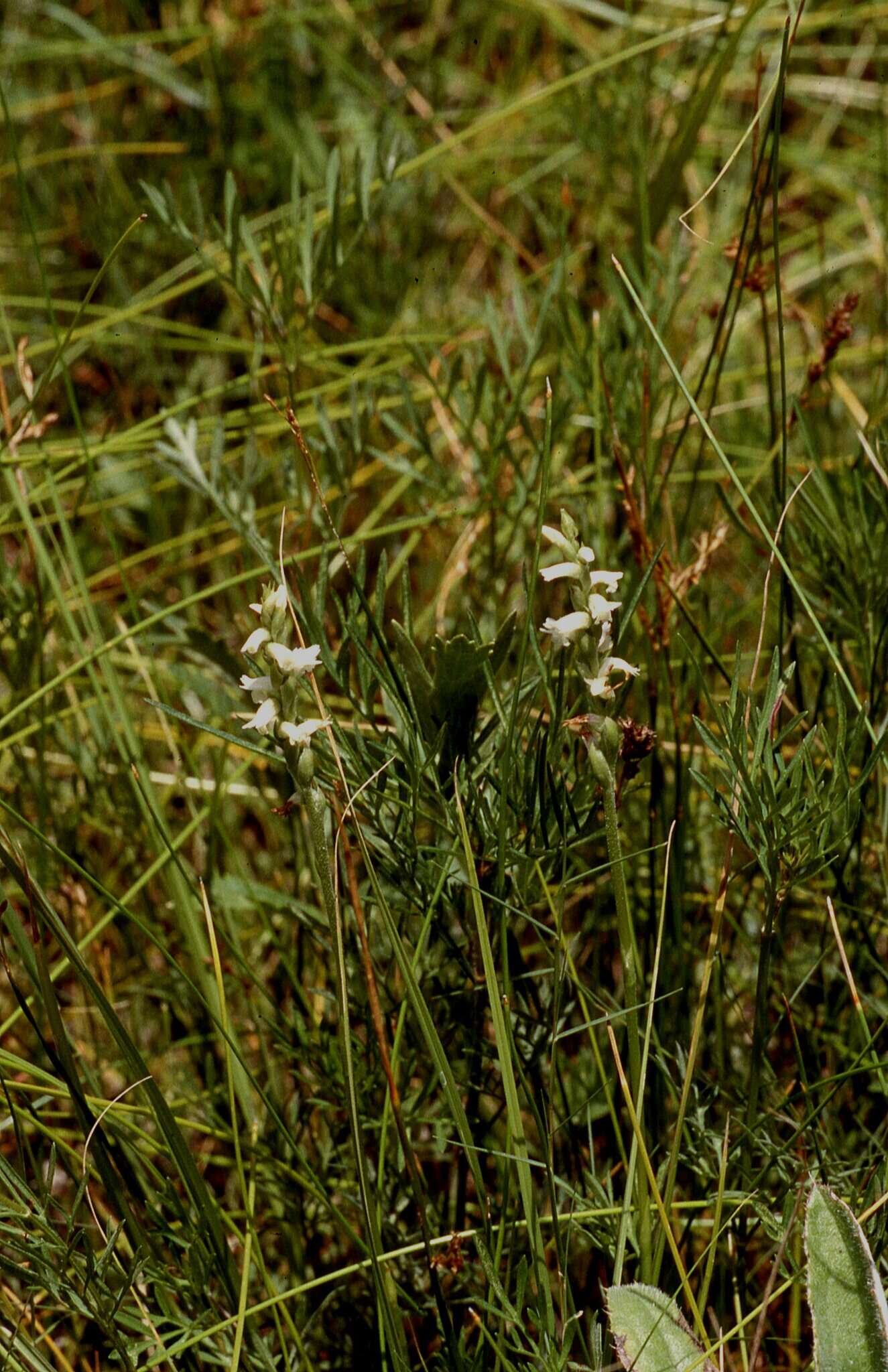 Image of Reclusive lady's tresses