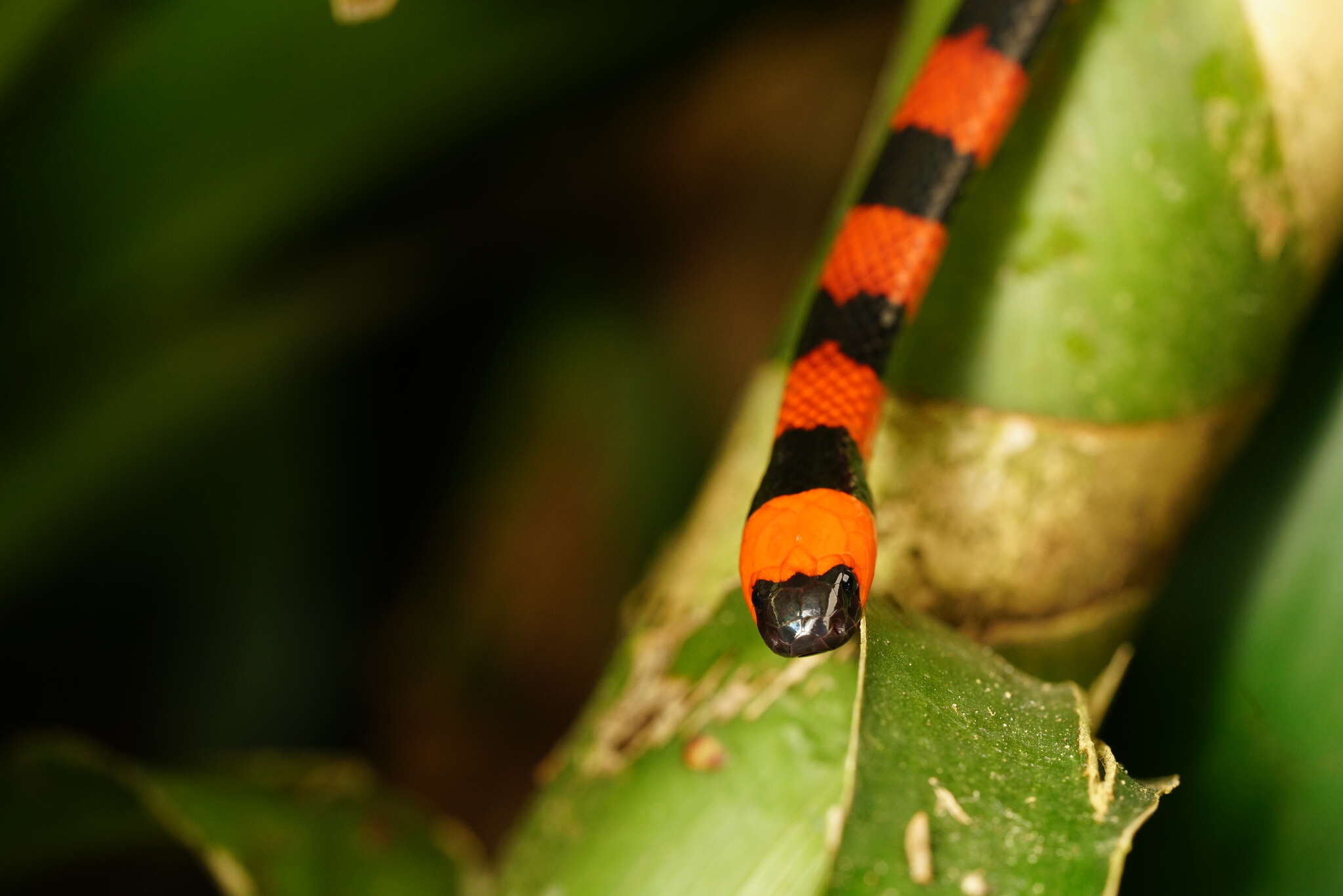 Image of Central American Coral Snake