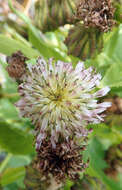 Image of Sonchus grandifolius T. Kirk