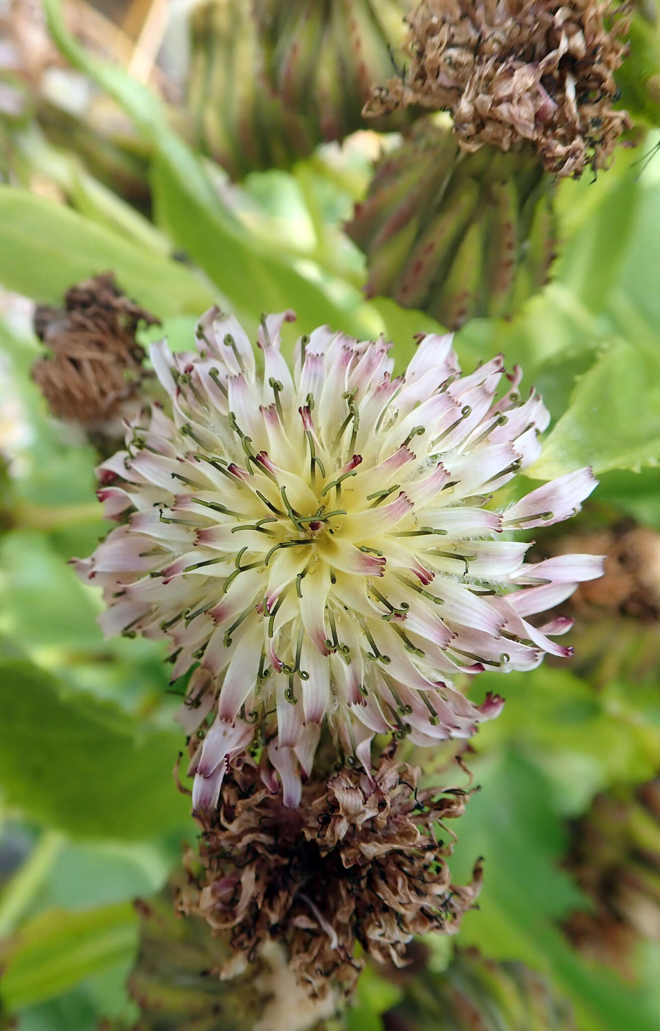 Image of Sonchus grandifolius T. Kirk