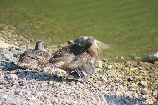 Image of Common Mallard