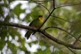 Image de Cotinga à poitrine d'or