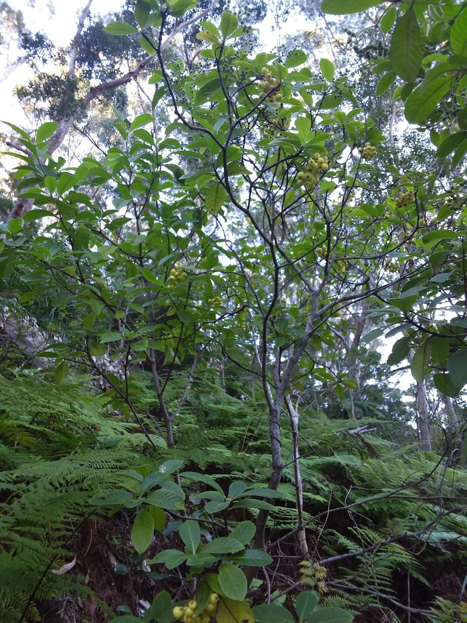 Image of Hairy Psychotria