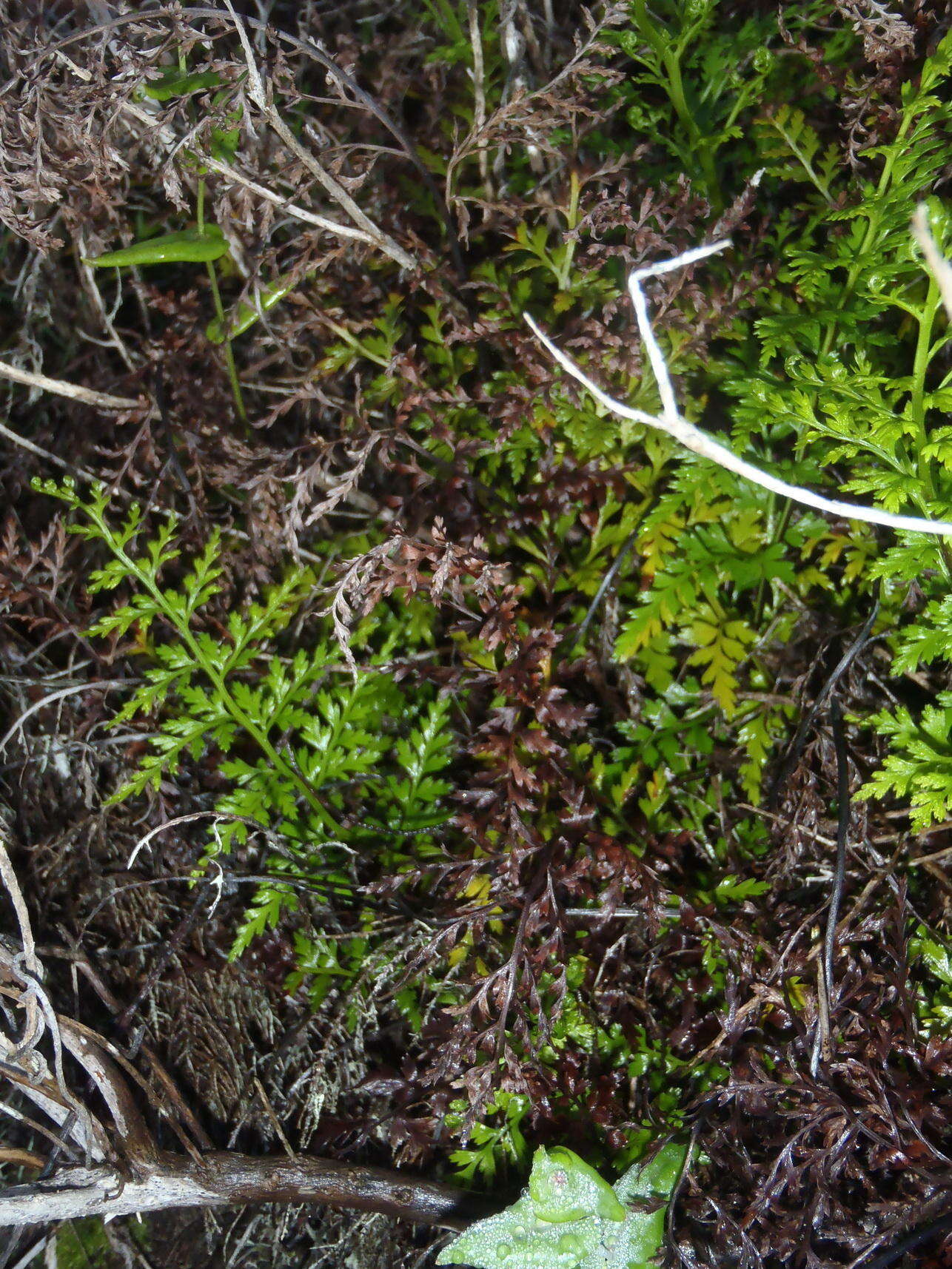 Imagem de Asplenium adiantum-nigrum subsp. adiantum-nigrum