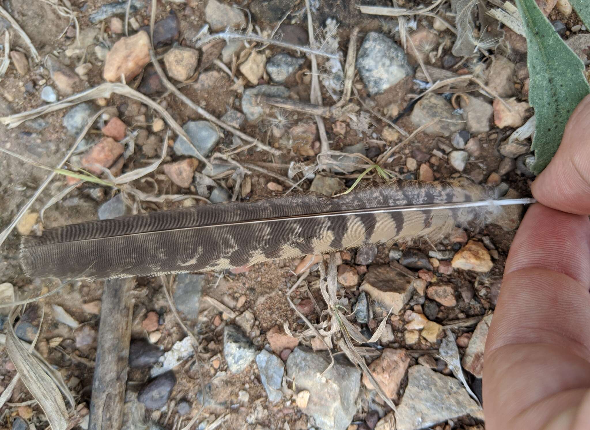 Image of Long-tailed Nightjar