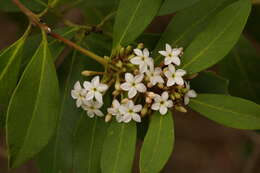 Image of African wintersweet