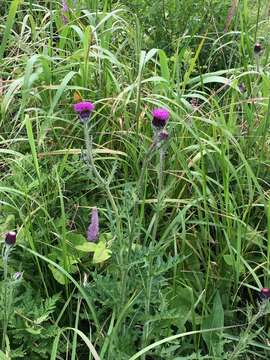 Image of Cirsium maackii Maxim.