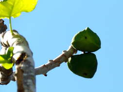 Image of Jatropha peltata Sessé