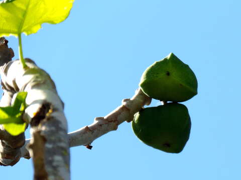 Image of Jatropha peltata Sessé