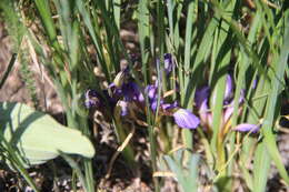 Image of Iris pontica Zapal.