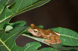 Image of Himalayan Tree Frog