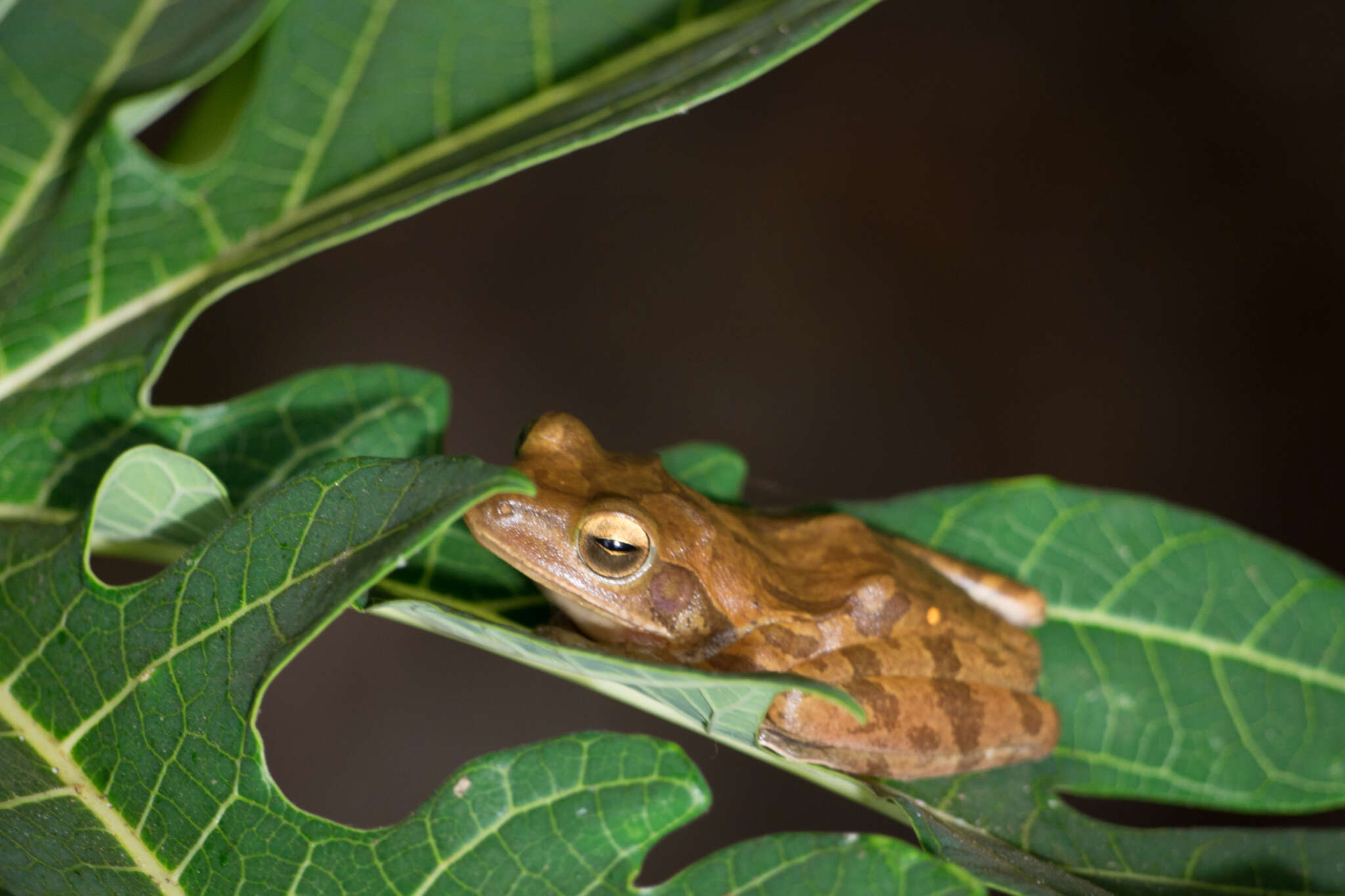 Image of Himalayan Tree Frog