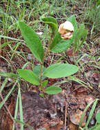 صورة Annona crotonifolia Mart.