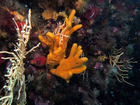 Image of common antler sponge