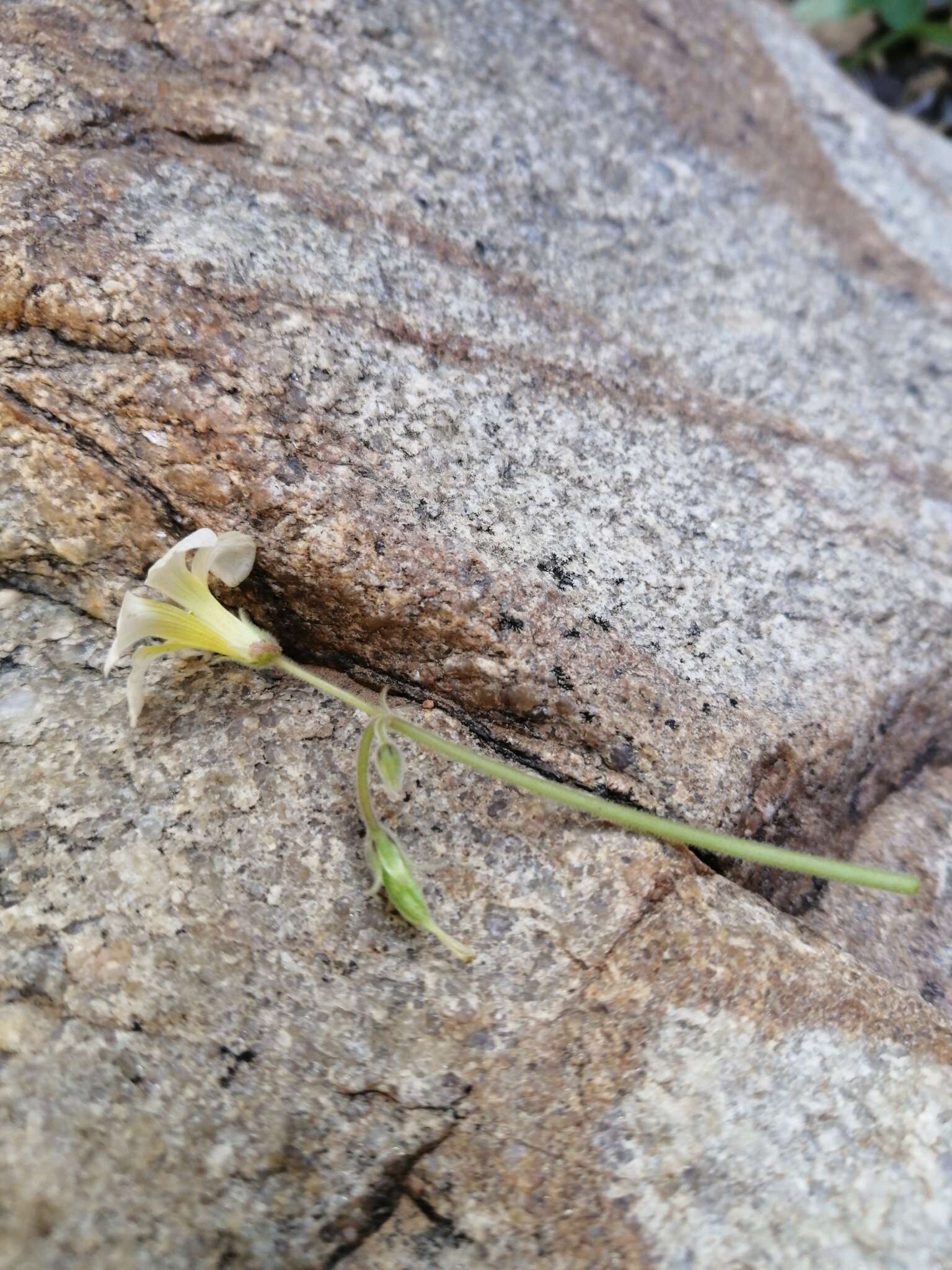 Sivun Oxalis hirsutibulba Dreyer, Roets & Oberl. kuva