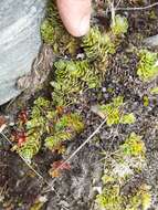 Image of Ourisia glandulosa Hook. fil.