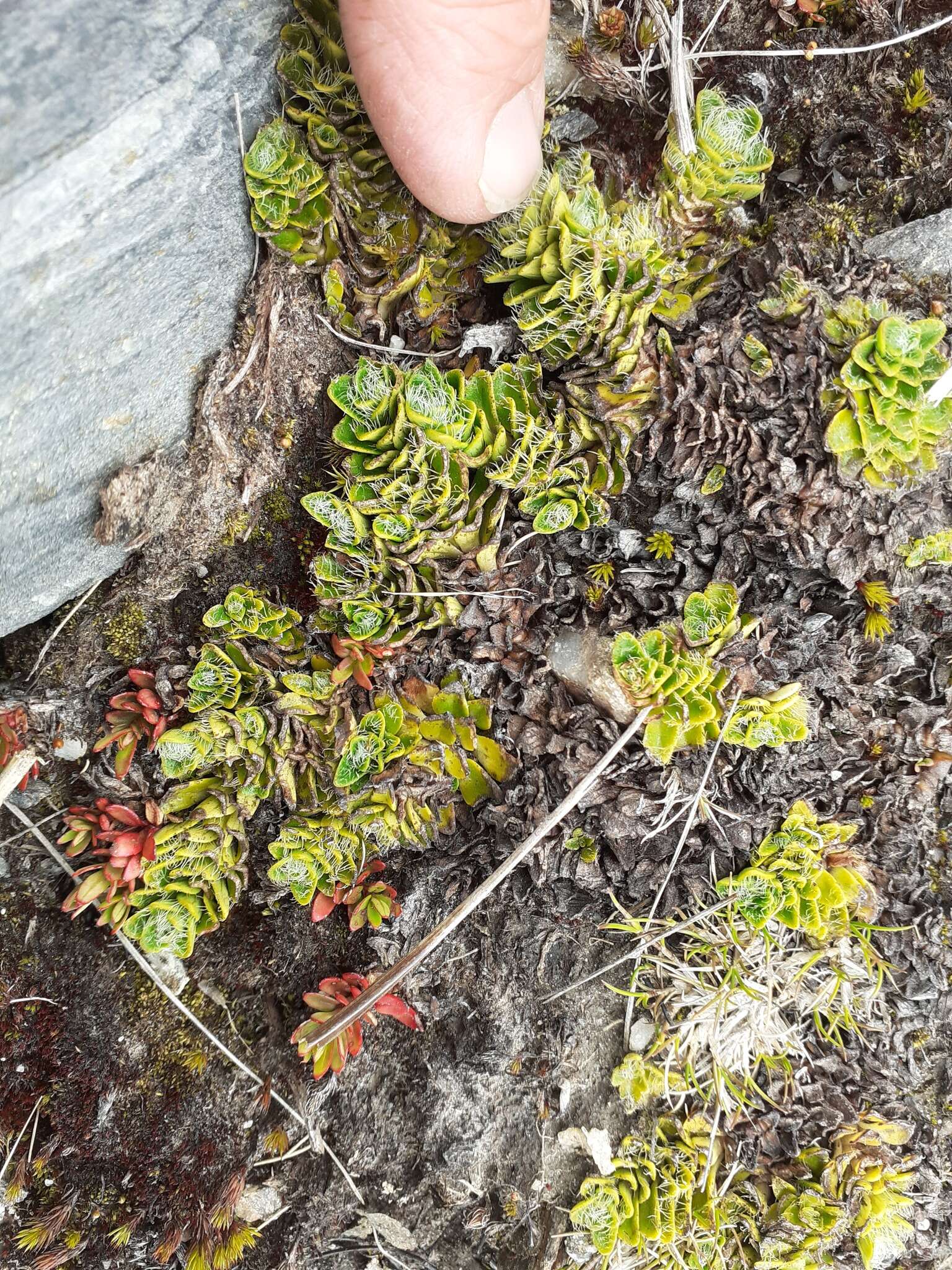 Image of Ourisia glandulosa Hook. fil.