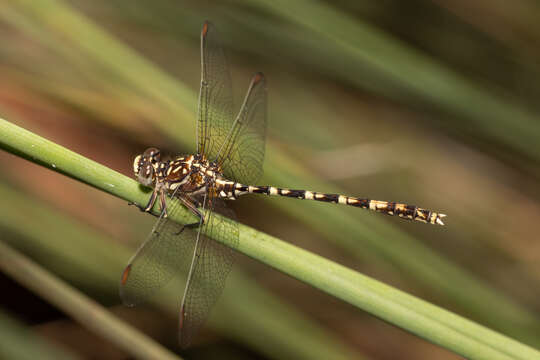 Image of Zephyrogomphus lateralis (Selys 1873)