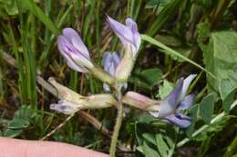 Sivun <i>Astragalus <i>crassicarpus</i></i> var. crassicarpus kuva