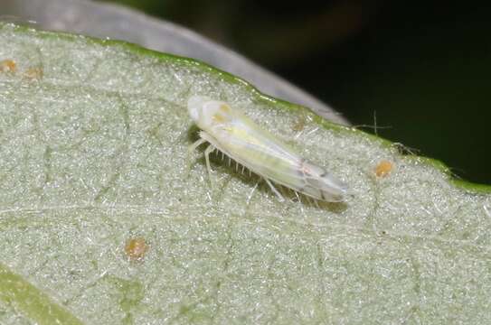 Image of Leafhopper