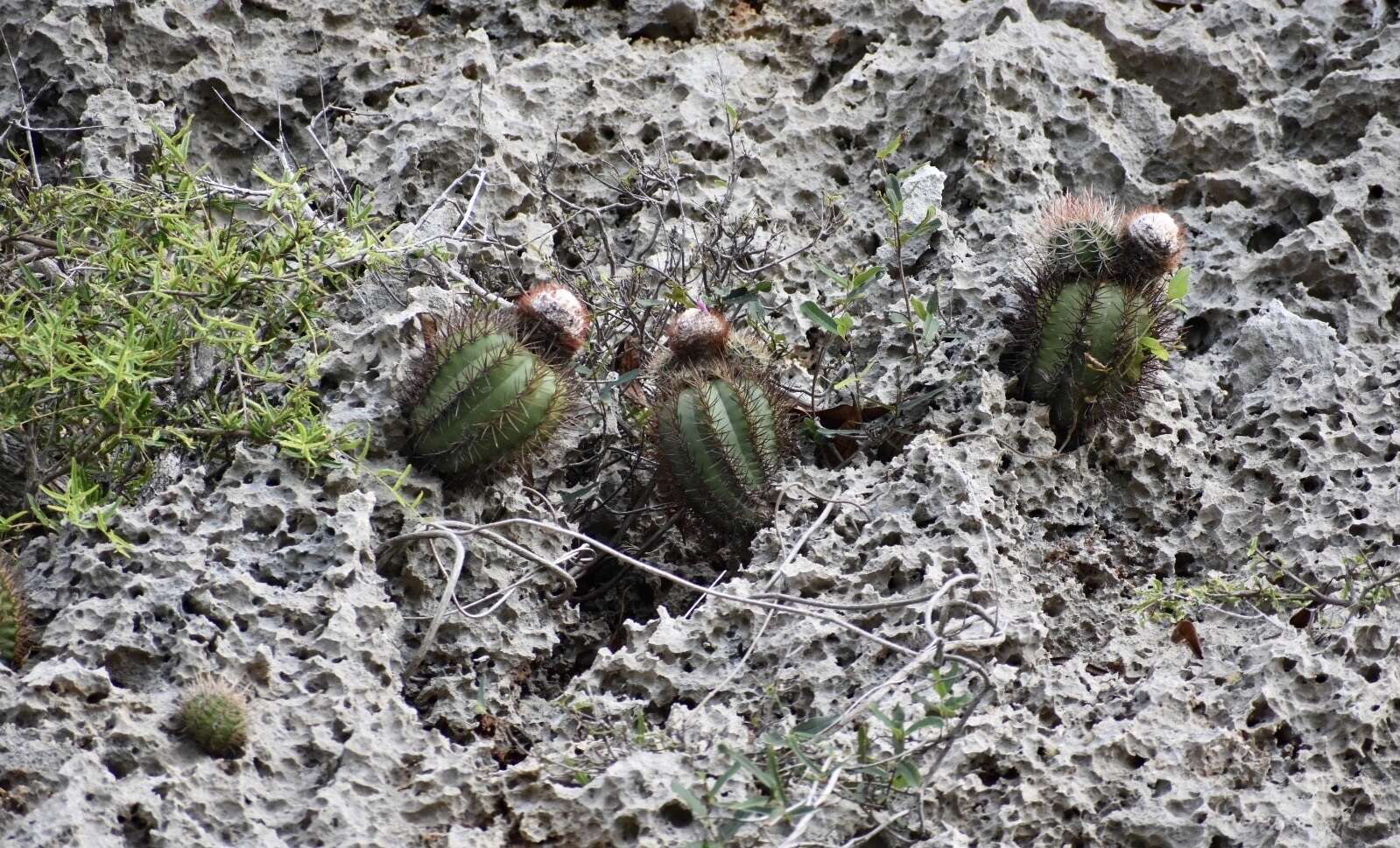 Image of Melocactus harlowii (Britton & Rose) Vaupel