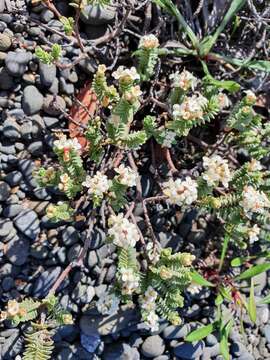 Image of Pimelea urvilleana A. Rich.