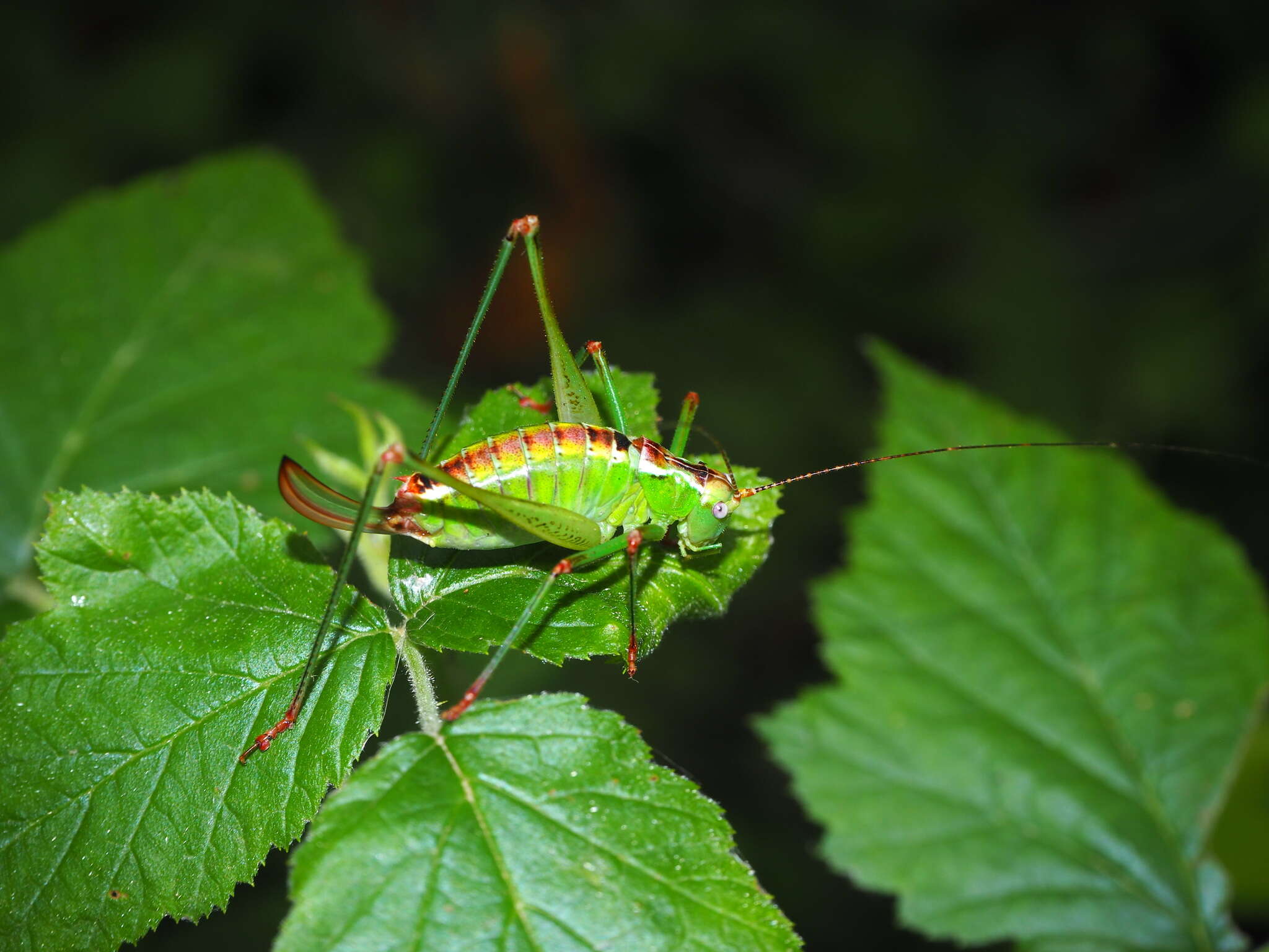 Image of Andreiniimon nuptialis (Karny 1918)