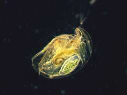 Image of common duck waterflea