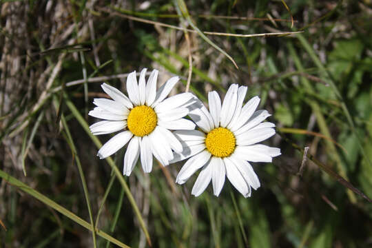 Слика од Leucanthemum adustum (Koch) Gremli