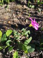 Imagem de Oxalis lanata var. rosea T. M. Salter