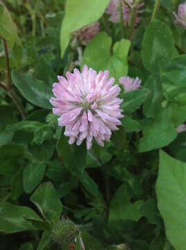 Image of Red Clover