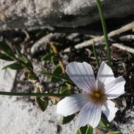 Image of Romulea flava var. flava