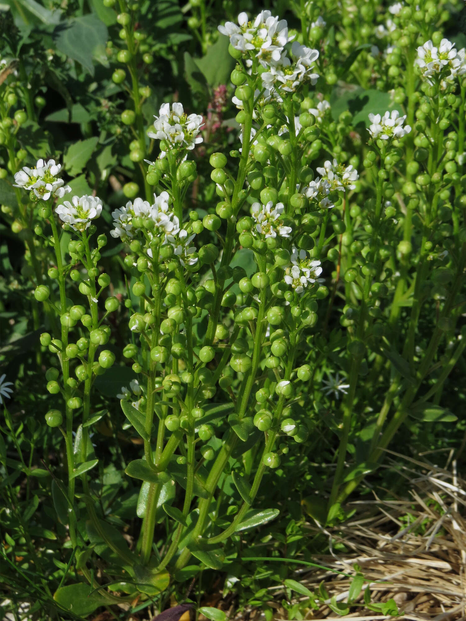 Image of Common Scurvygrass