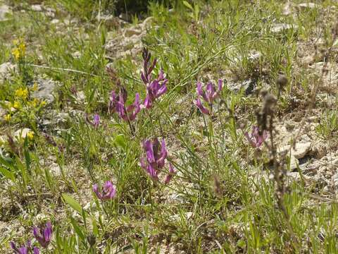 Image of Astragalus vesicarius L.