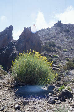 Plancia ëd Descurainia bourgaeana (E. Fourn.) Webb