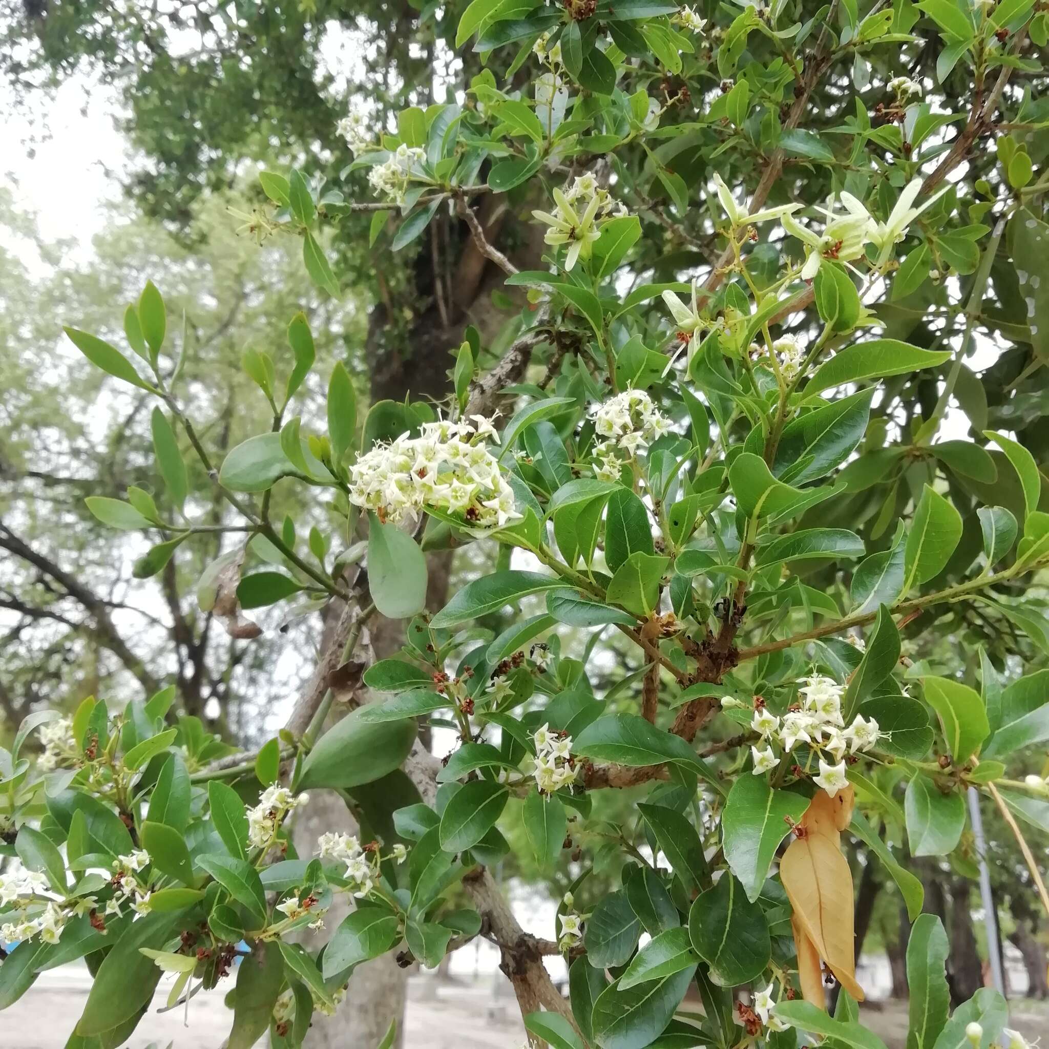 Image of Cordia americana (L.) Gottschling & J. S. Mill.