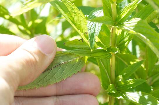 Image of Garden mint