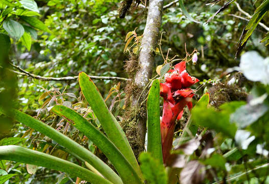 Image de Cipuropsis capituligera