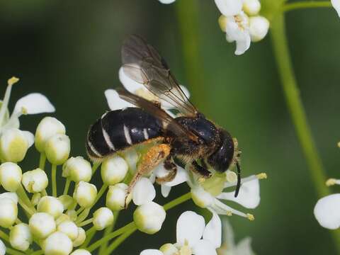 Imagem de Halictus maculatus Smith 1848