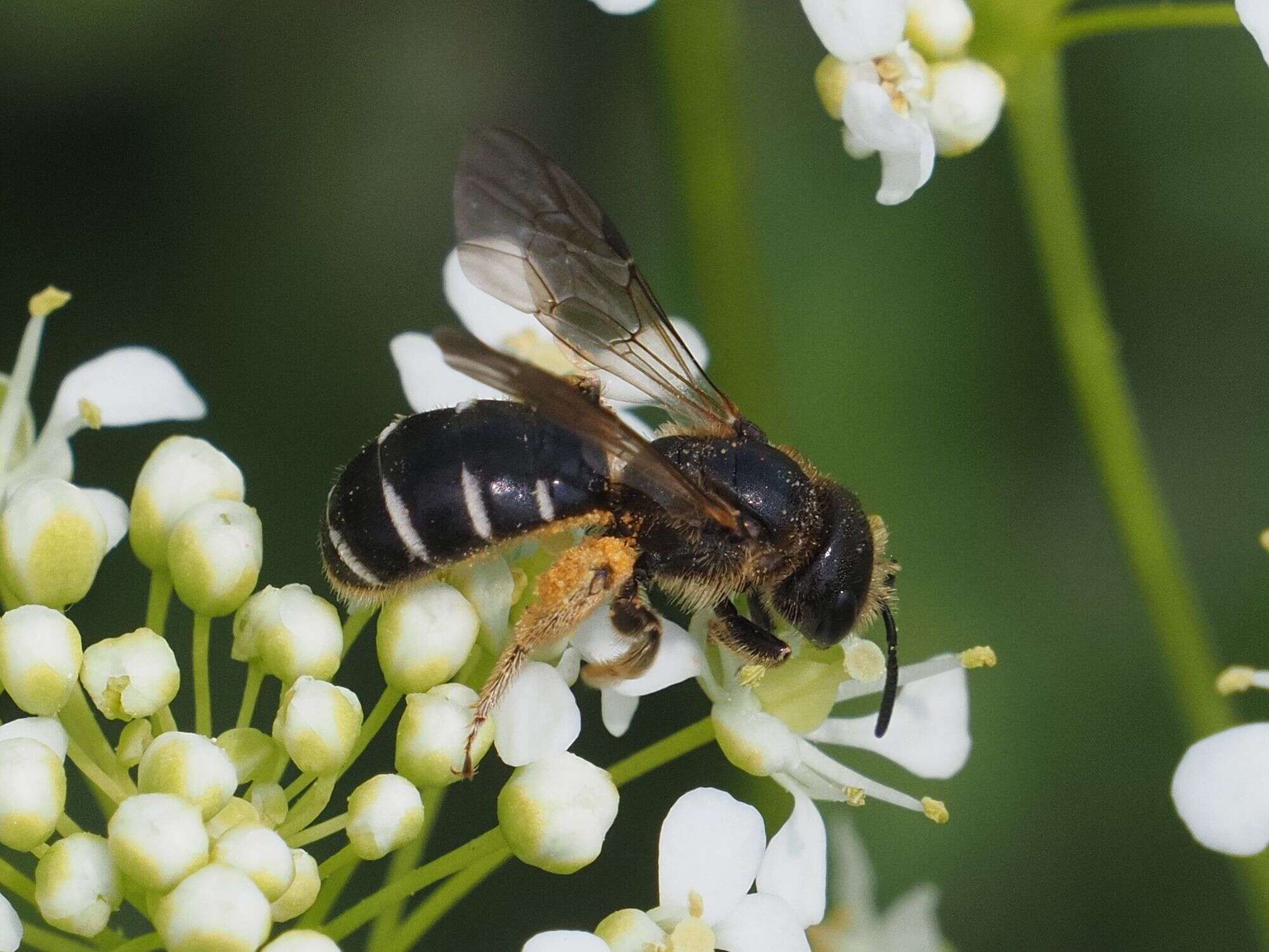 Halictus maculatus Smith 1848的圖片