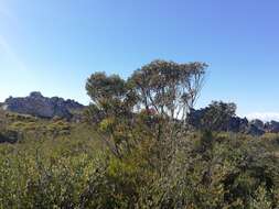 Image of Crowned Mallee